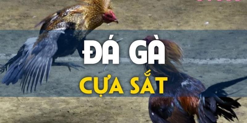 Chi tiết thông tin về hình thức đá gà cựa sắt 