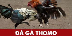 Đá gà Thomo tổng quan sơ lược